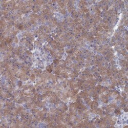 TMEM128 Antibody, Novus Biologicals:Antibodies:Primary Antibodies